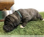 Small Photo #4 Cane Corso Puppy For Sale in NARVON, PA, USA