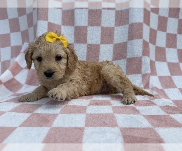 Medium Photo #8 Goldendoodle Puppy For Sale in LAKELAND, FL, USA