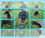 Small Photo #1 English Mastweiler Puppy For Sale in FAIR GROVE, MO, USA