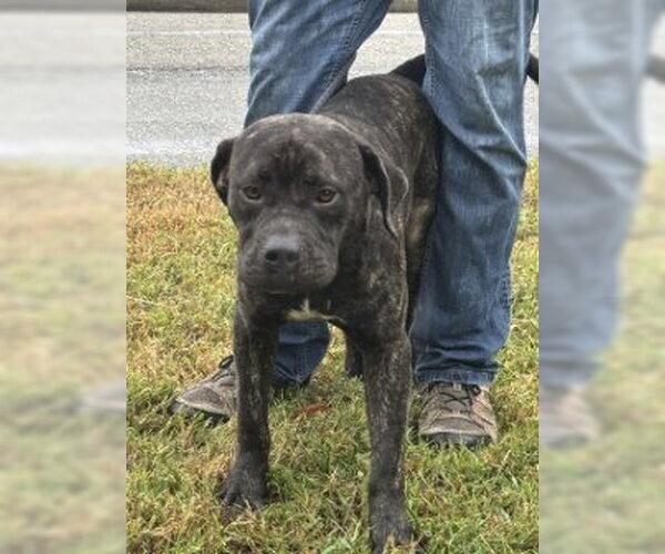 Medium Photo #2 Mastiff-Unknown Mix Puppy For Sale in Glen Allen, VA, USA