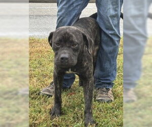 DA 13 Sonny - Male Mastiff-Unknown Mix Dog for Adoption - Photo #2