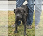 Small Photo #2 Mastiff-Unknown Mix Puppy For Sale in Glen Allen, VA, USA