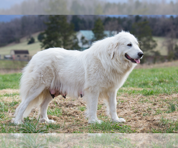 Medium Photo #1 Great Pyrenees Puppy For Sale in TOMS BROOK, VA, USA