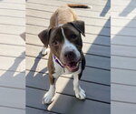 Small #2 Mutt