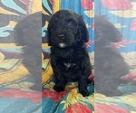 Small Photo #7 Bernedoodle Puppy For Sale in BUFFALO GAP, TX, USA