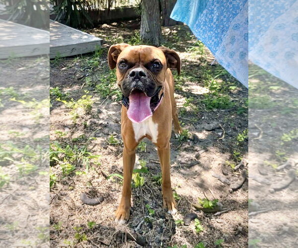 Medium Photo #1 Boxer Puppy For Sale in Dumont, NJ, USA