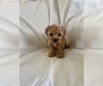Small Photo #1 Cavapoo Puppy For Sale in CANON CITY, CO, USA