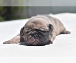 Small #4 Pug