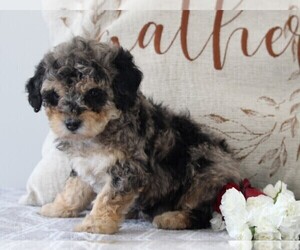 Poodle (Miniature) Puppy for sale in FREDERICKSBURG, OH, USA
