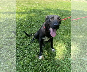 Labrador Retriever-Unknown Mix Dogs for adoption in Sparta, TN, USA