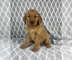 Golden Retriever Puppy for sale in INDIANAPOLIS, IN, USA