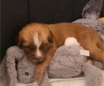 Puppy Bjorn Newfoundland-Saint Bernard Mix