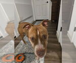 Small American Staffordshire Terrier Mix