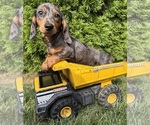 Small Dachshund