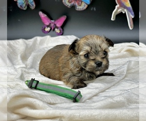 Vizsla Puppy for sale in CASSVILLE, MO, USA
