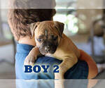 Small #22 American Bulldog