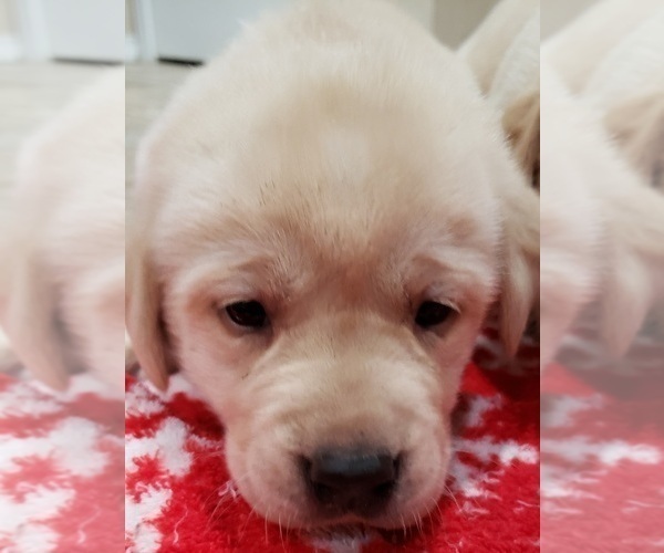 Medium Photo #21 Labrador Retriever Puppy For Sale in OLYMPIA, WA, USA
