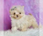Small #3 Pomeranian