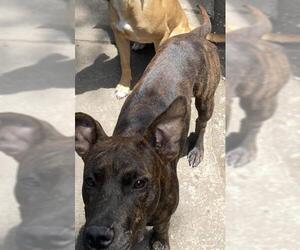 Boxer-Unknown Mix Dogs for adoption in San Antonio, TX, USA