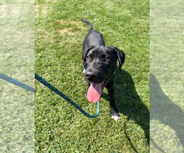 Medium Photo #2 Labrador Retriever-Unknown Mix Puppy For Sale in Pierceton , IN, USA