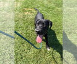 Small #1 Labrador Retriever Mix