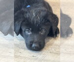 Small #2 Labrador Retriever Mix