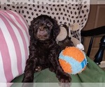 Small Photo #65 Australian Labradoodle Puppy For Sale in W FIELD, NC, USA