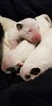 Small Photo #6 Bull Terrier Puppy For Sale in JACKSON, MI, USA