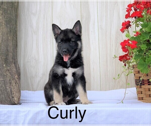 Medium Photo #1 Norwegian Elkhound-Siberian Husky Mix Puppy For Sale in FREDERICKSBG, OH, USA