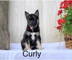 Small Photo #1 Norwegian Elkhound-Siberian Husky Mix Puppy For Sale in FREDERICKSBG, OH, USA