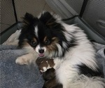 Small Photo #1 Pomeranian Puppy For Sale in MENIFEE, CA, USA