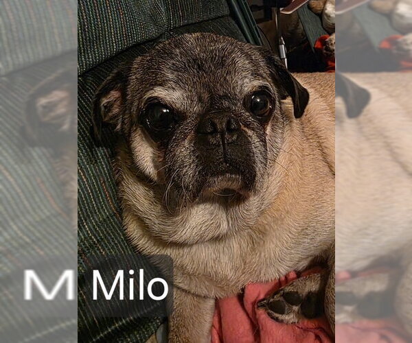 Medium Photo #3 Pug Puppy For Sale in Indianapolis, IN, USA
