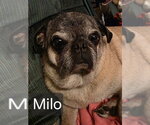 Small Photo #3 Pug Puppy For Sale in Indianapolis, IN, USA