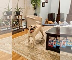 Small #3 Black Mouth Cur Mix