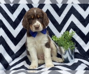 English Springer Spaniel Puppy for sale in CEDAR LANE, PA, USA