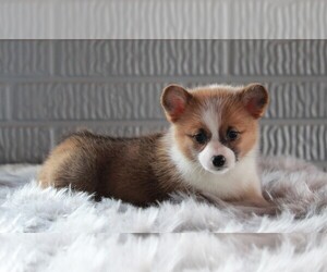 Pembroke Welsh Corgi Puppy for sale in FREDERICKSBURG, OH, USA