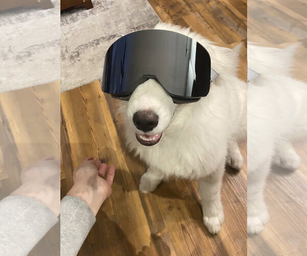 Medium Photo #4 Great Pyrenees Puppy For Sale in Littleton, CO, USA