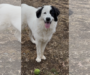 Aurora - Female Great Pyrenees Dog for Adoption - Photo #2