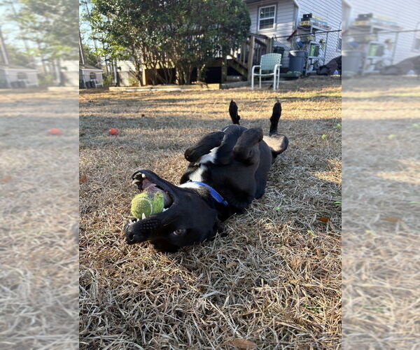 Medium Photo #2 German Shepherd Dog-Unknown Mix Puppy For Sale in Raleigh, NC, USA