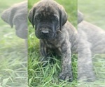 Small Photo #1 Mastiff Puppy For Sale in SUGAR LAND, TX, USA