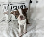 Small #2 Boston Terrier