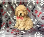 Image preview for Ad Listing. Nickname: Milo