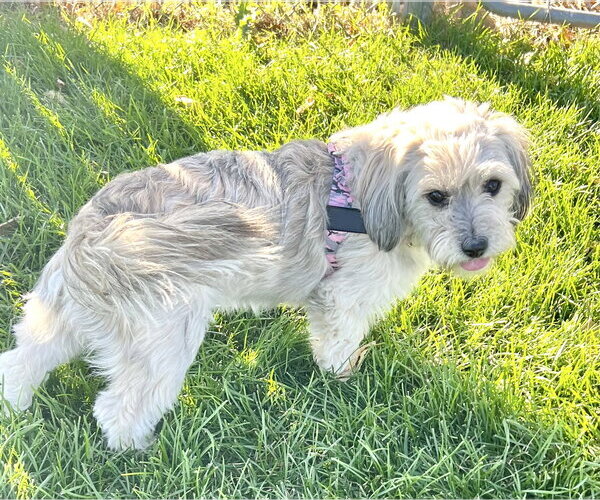 Medium Photo #3 Shih Tzu-Unknown Mix Puppy For Sale in Estherville, IA, USA