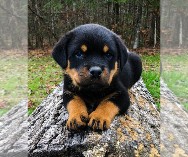 Medium Photo #17 Rottweiler Puppy For Sale in VONORE, TN, USA