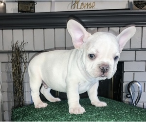 French Bulldog Puppy for Sale in ANTIOCH, California USA