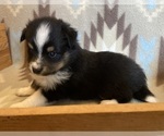 Small #5 Shel-Aussie