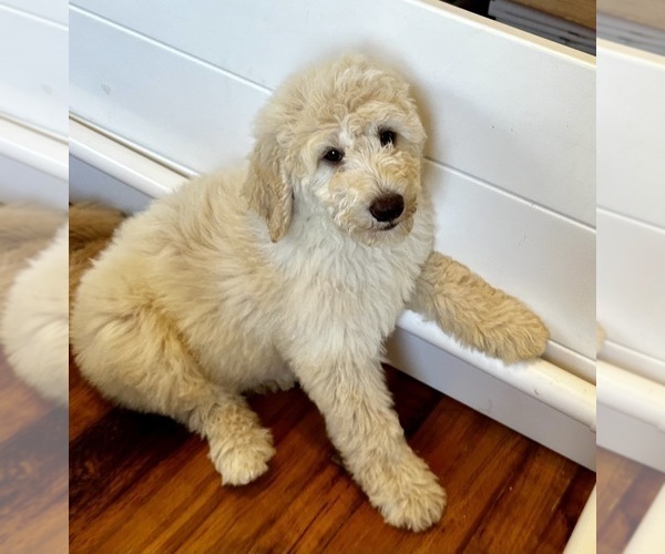 Medium Photo #17 Goldendoodle Puppy For Sale in PENSACOLA, FL, USA