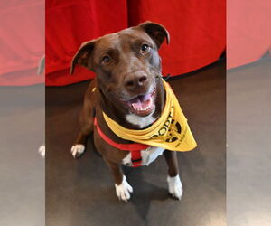 Chocolate Labrador retriever-Unknown Mix Dogs for adoption in Wakefield, RI, USA