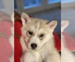 Small Photo #24 Siberian Husky Puppy For Sale in ROSEVILLE, CA, USA