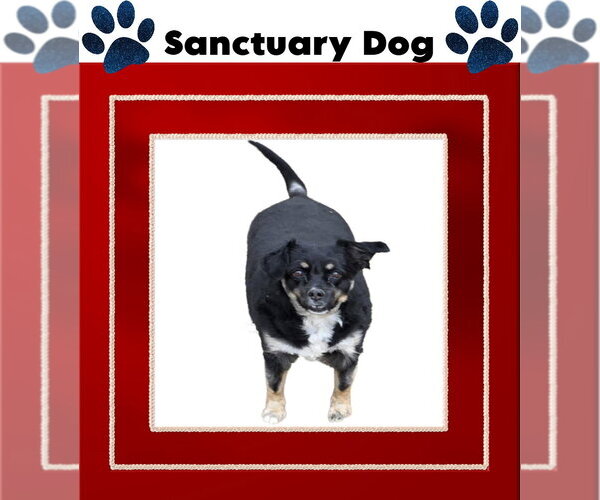 Medium Photo #2 Australian Shepherd-Unknown Mix Puppy For Sale in Cuba, NY, USA